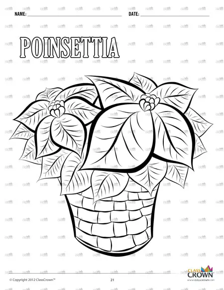 Poinsettia coloring page sample image.